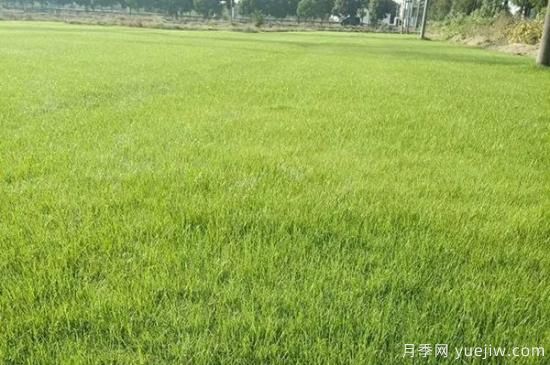冬天想要绿草如茵，可以试试这几种草坪(图5)