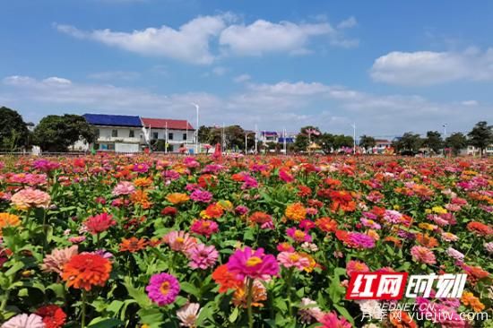 株洲攸县：姹紫嫣红皆秋色 乡村风景入眼帘(图2)