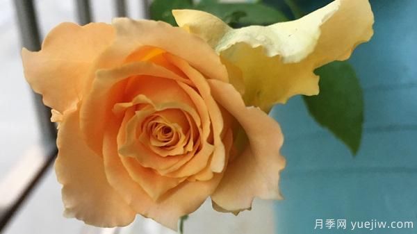 河本纯子天使系列月季，颜值担当温柔灵动(图7)