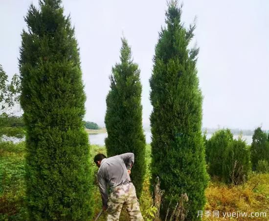 乡土树种为什么火？(图2)