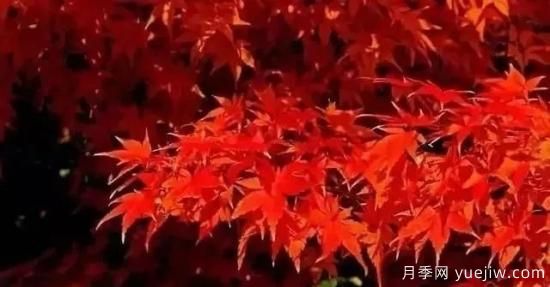 深度分析彩叶树种的种类、配置原则和应用(图2)