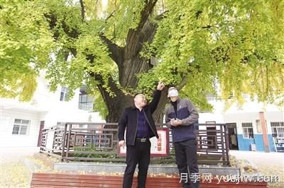 南阳：千年银杏披金甲 传奇故事代代传(图2)