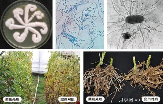 植物根结线虫病难对付？生物农药有办法(图1)