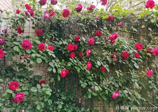 软香红月季，古老国月不输欧月日月，四季勤开花(图2)