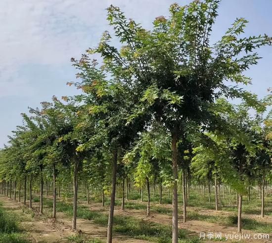 2022年Q1季度畅销苗木(图2)