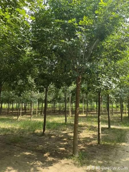 2022年Q1季度畅销苗木(图3)