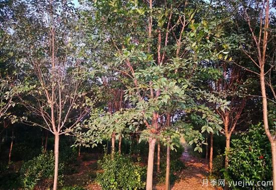 2022年Q1季度畅销苗木(图4)