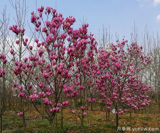 2022年Q1季度畅销苗木(图5)