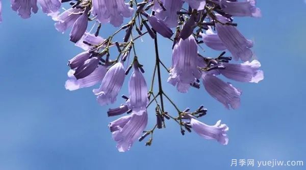 网红树木悄然兴起，是否预示着大好行情？(图1)