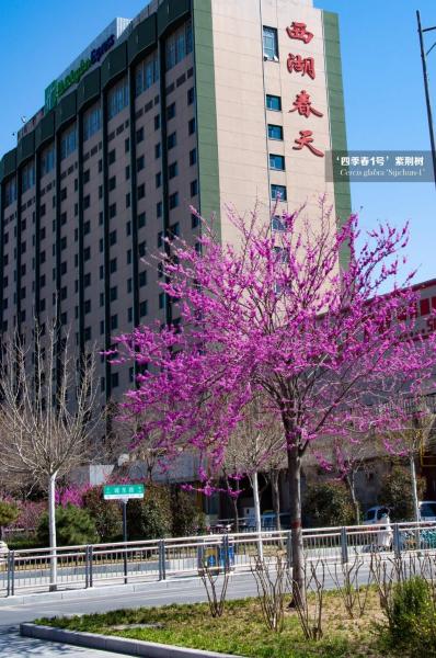 四季春1号紫荆树秋冬季施肥建议(图3)