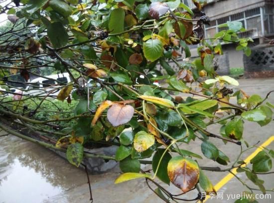 月季常见的病害，大花月季生病这样做(图1)