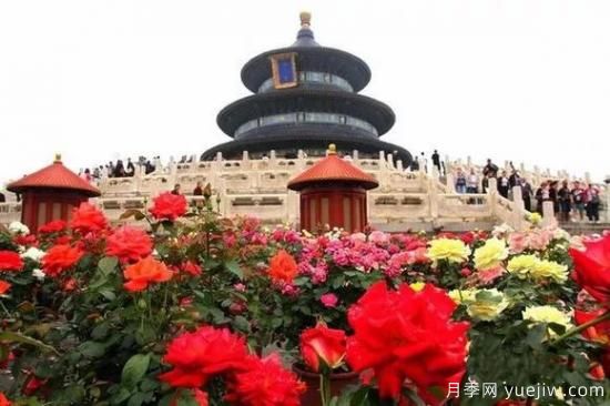 谈谈中国月季的发展史，致敬中国的月季育种家前辈们！(图10)