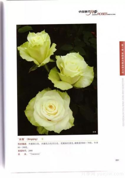 谈谈中国月季的发展史，致敬中国的月季育种家前辈们！(图49)