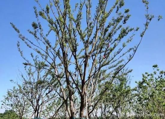 11月下旬热门苗木市场价格一览(图3)