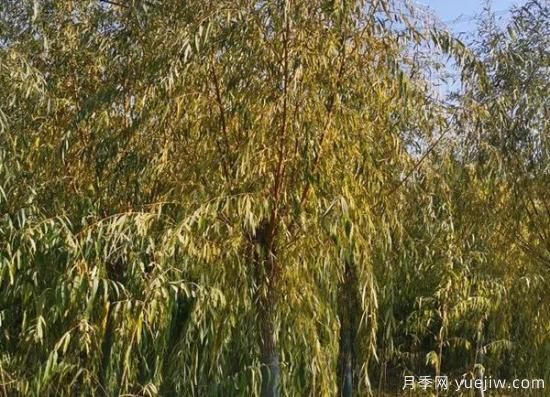 11月下旬热门苗木市场价格一览(图5)