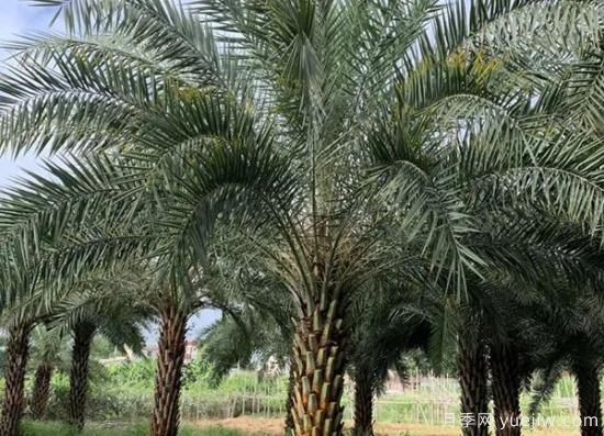 11月下旬热门苗木市场价格一览(图7)