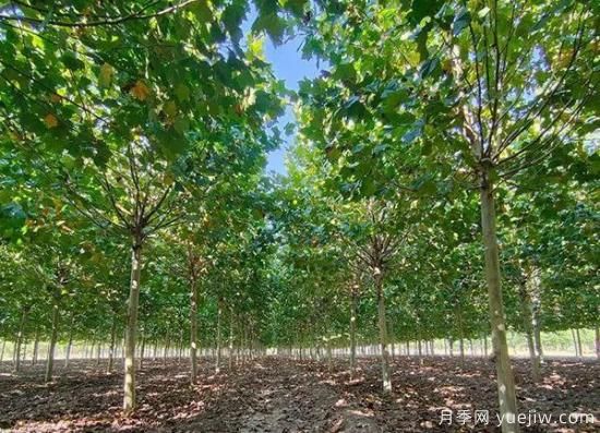 11月下旬热门苗木市场价格一览(图8)