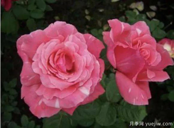 谈谈中国月季的发展史，致敬中国的月季育种家前辈们！(图63)