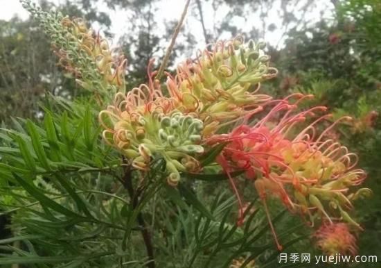 树木在园林绿化中的分类(图5)