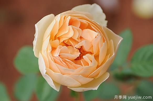 对奥斯汀月季欲罢不能，尤爱无名的裘德(图1)