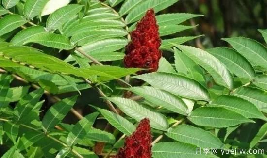 树木在园林绿化中的分类(图8)