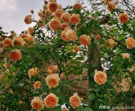 常见的18种藤本月季优缺点，对号入座选择(图2)