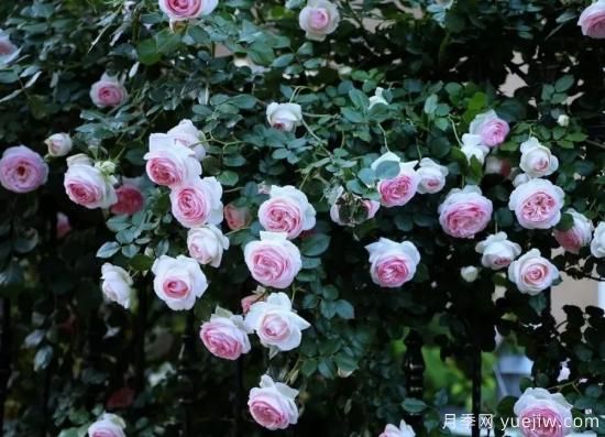 常见的18种藤本月季优缺点，对号入座选择(图4)