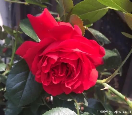 弗洛伦蒂娜、大游行、亚伯拉罕、蓝色阴雨等藤本月季的优缺点是什么？(图1)