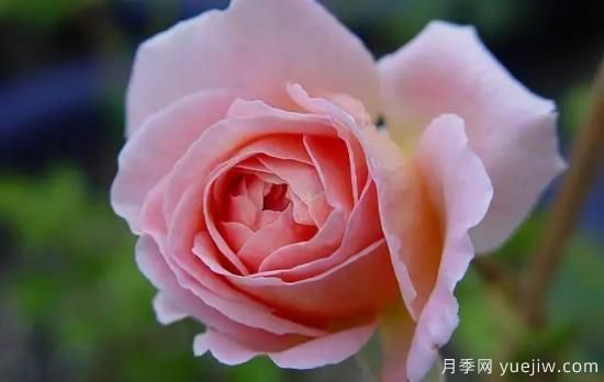 弗洛伦蒂娜、大游行、亚伯拉罕、蓝色阴雨等藤本月季的优缺点是什么？(图4)