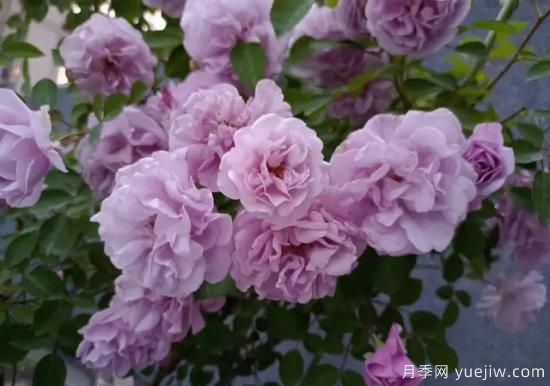 弗洛伦蒂娜、大游行、亚伯拉罕、蓝色阴雨等藤本月季的优缺点是什么？(图5)