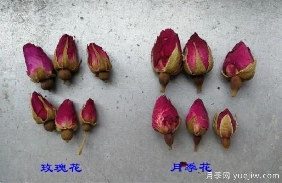 月季和玫瑰如何区分？图解科普很详细(图2)