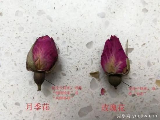 月季和玫瑰如何区分？图解科普很详细(图5)