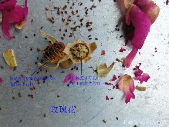 月季和玫瑰如何区分？图解科普很详细(图6)