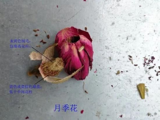 月季和玫瑰如何区分？图解科普很详细(图7)