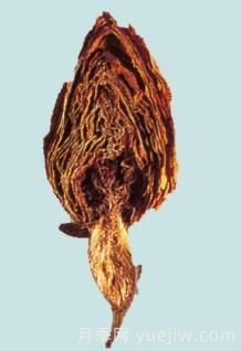 月季和玫瑰如何区分？图解科普很详细(图12)