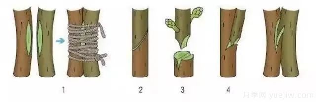 花木嫁接的具体操作方法和嫁接后管理(图3)