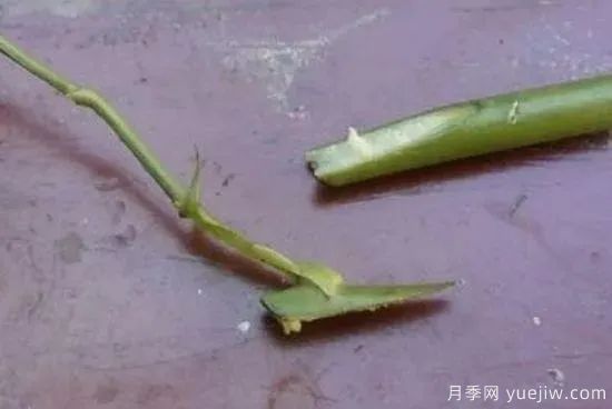 花木嫁接的具体操作方法和嫁接后管理(图5)