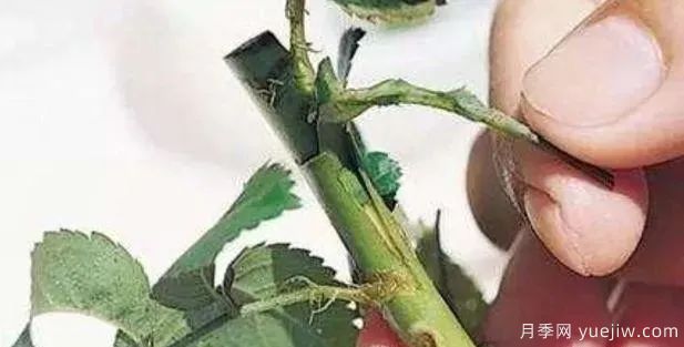 花木嫁接的具体操作方法和嫁接后管理(图6)