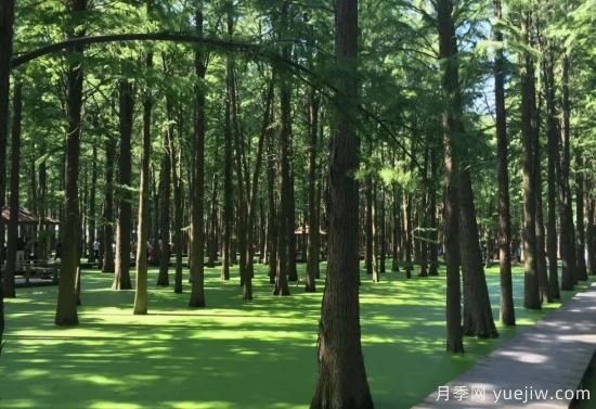 江苏苗木种植面积276万亩，常州夏溪沭阳产销旺(图1)