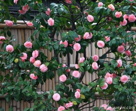 苗木中的精品！这6种高颜值苗木你家苗圃有吗？(图6)