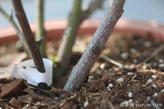 耐寒性，你家月季抗不抗冻？月季如何过冬(图3)