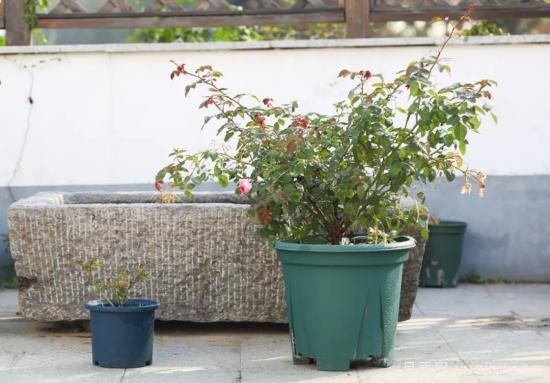 耐寒性，你家月季抗不抗冻？月季如何过冬(图2)