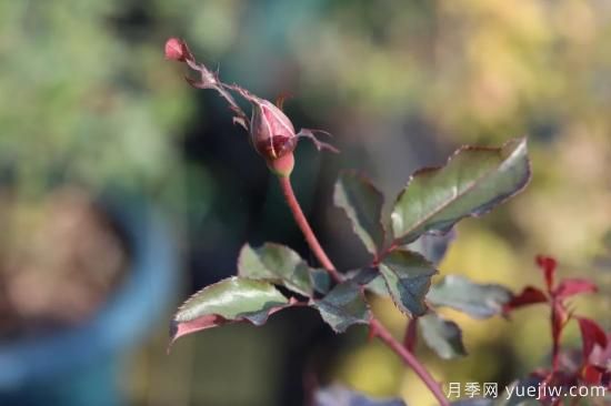 耐寒性，你家月季抗不抗冻？月季如何过冬(图5)