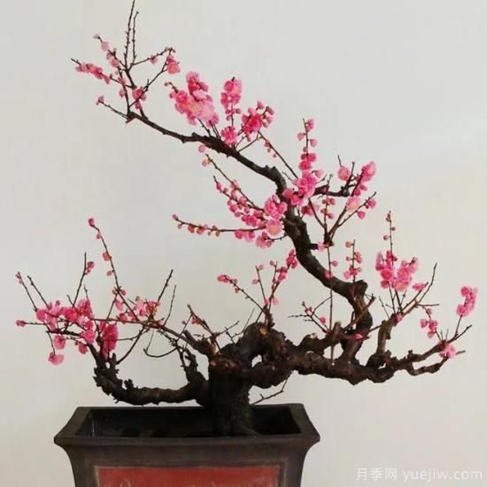 盆栽梅花怎样施肥与浇水？梅花常见虫害的防治(图1)