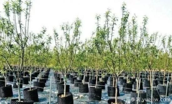 容器苗怎么固定才能防止倾倒？(图1)