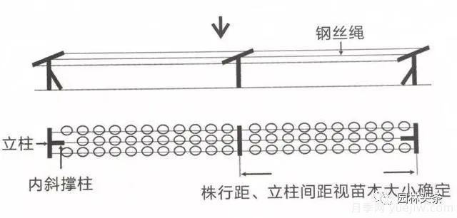 容器苗怎么固定才能防止倾倒？(图3)