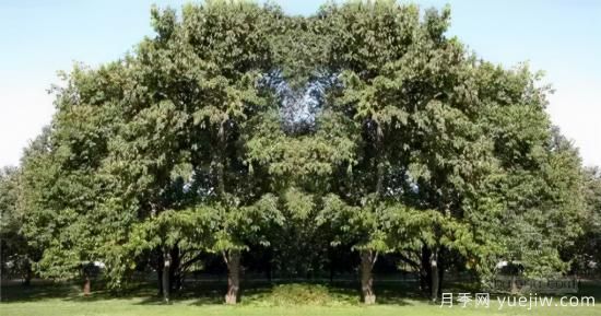 景观人必知的行道树知识！附30种常用落叶乔木介绍(图13)