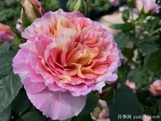 淘汰掉的6款藤本月季，经典就是适合的吗？(图2)