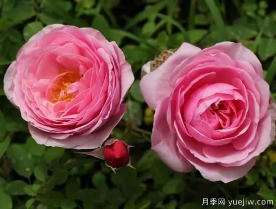 淘汰掉的6款藤本月季，经典就是适合的吗？(图3)