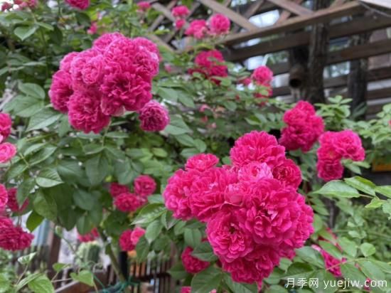 玫瑰、月季、蔷薇如何区别？3个方法很简单(图2)